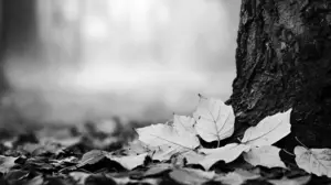 Return to Stillness